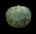 Platidia anomioides